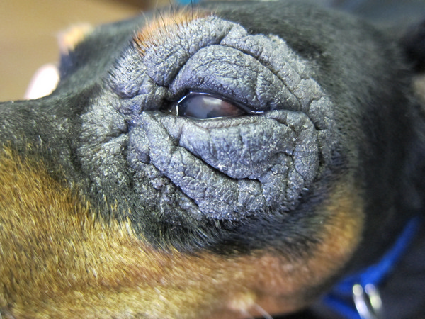 blefarite e dermatite palpebrale atopica in un cane