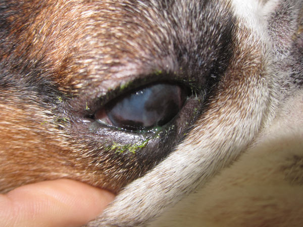 Cheratocongiuntivite secca (occhio secco)
