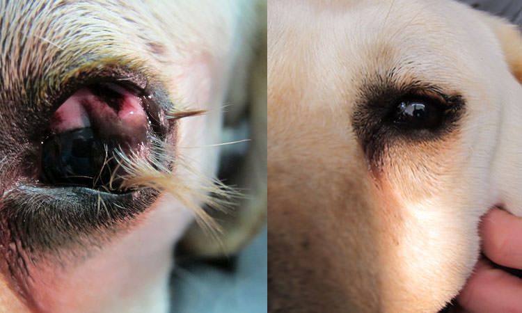 dermoide congiuntivo palpebrale in un cane prima e dopo l'intervento chirurgico
