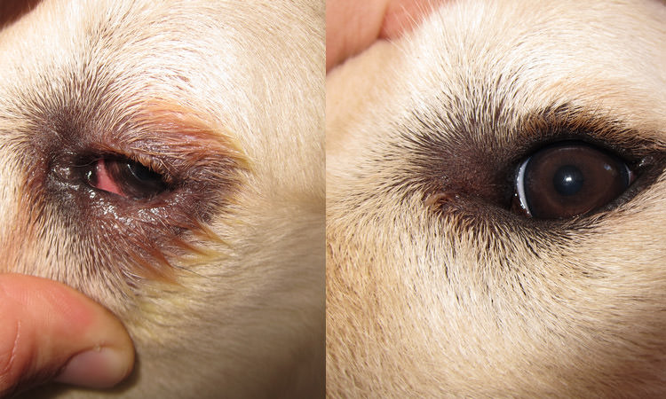 entropion della palpebra inferiore in un cane prima e dopo l'intervento chirurgico