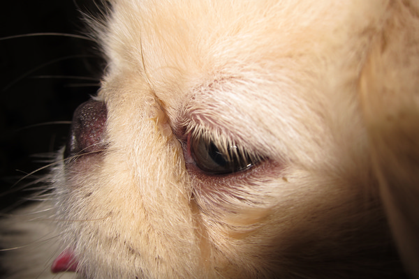  Pliche cutanee nasali in un cane pechinese