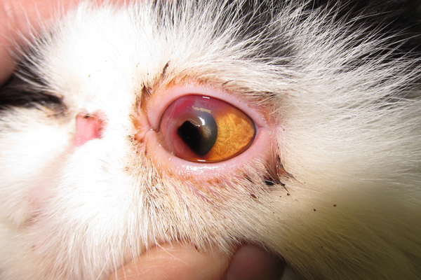 Sequestro corneale in un gatto persiano